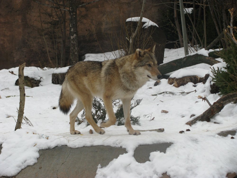 Московский зоопарк: отзывы